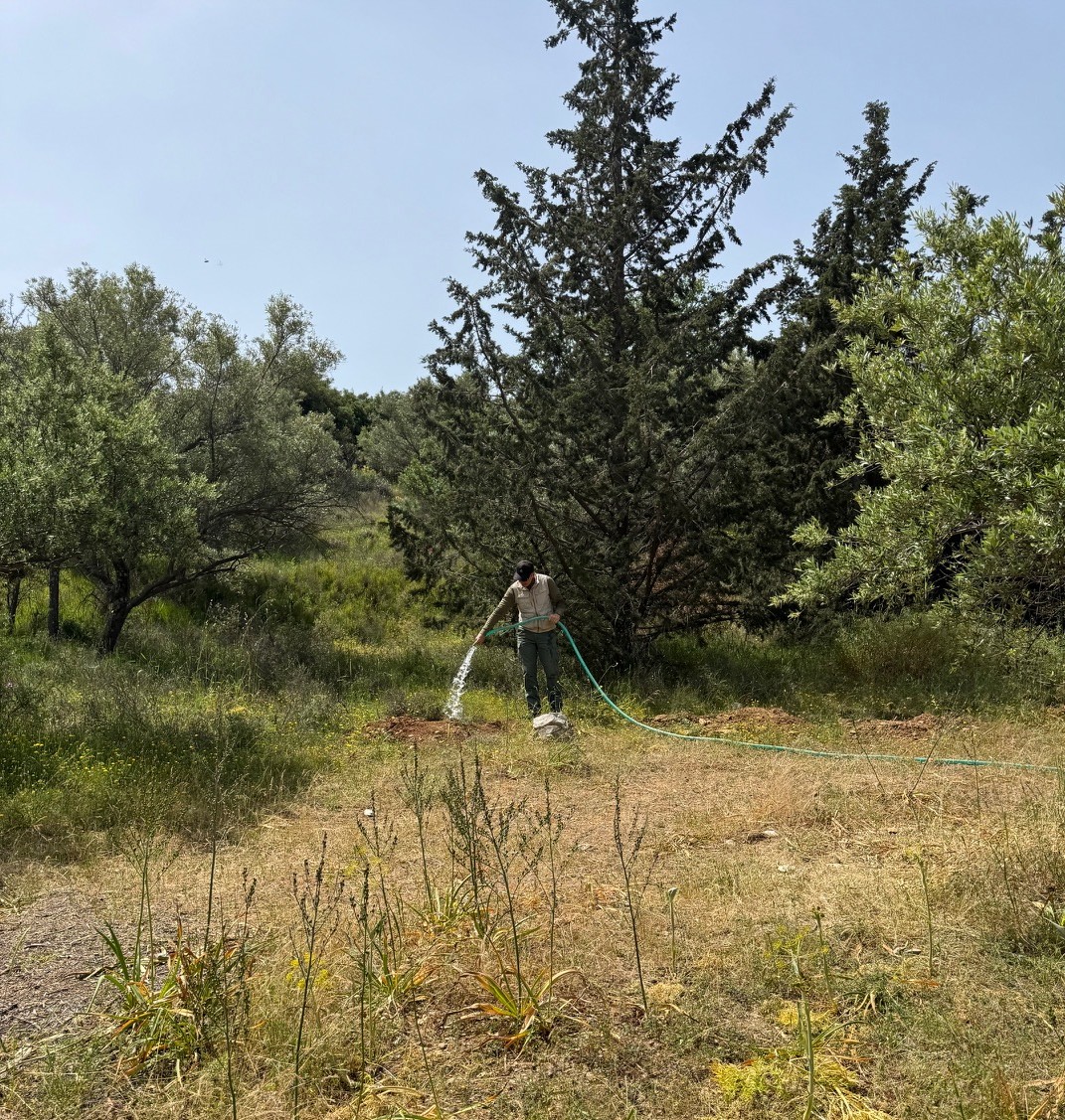 Φροντίδα, Πρόληψη και Επιτήρηση: Η Θερινή Διαχείριση του Αισθητικού Δάσους