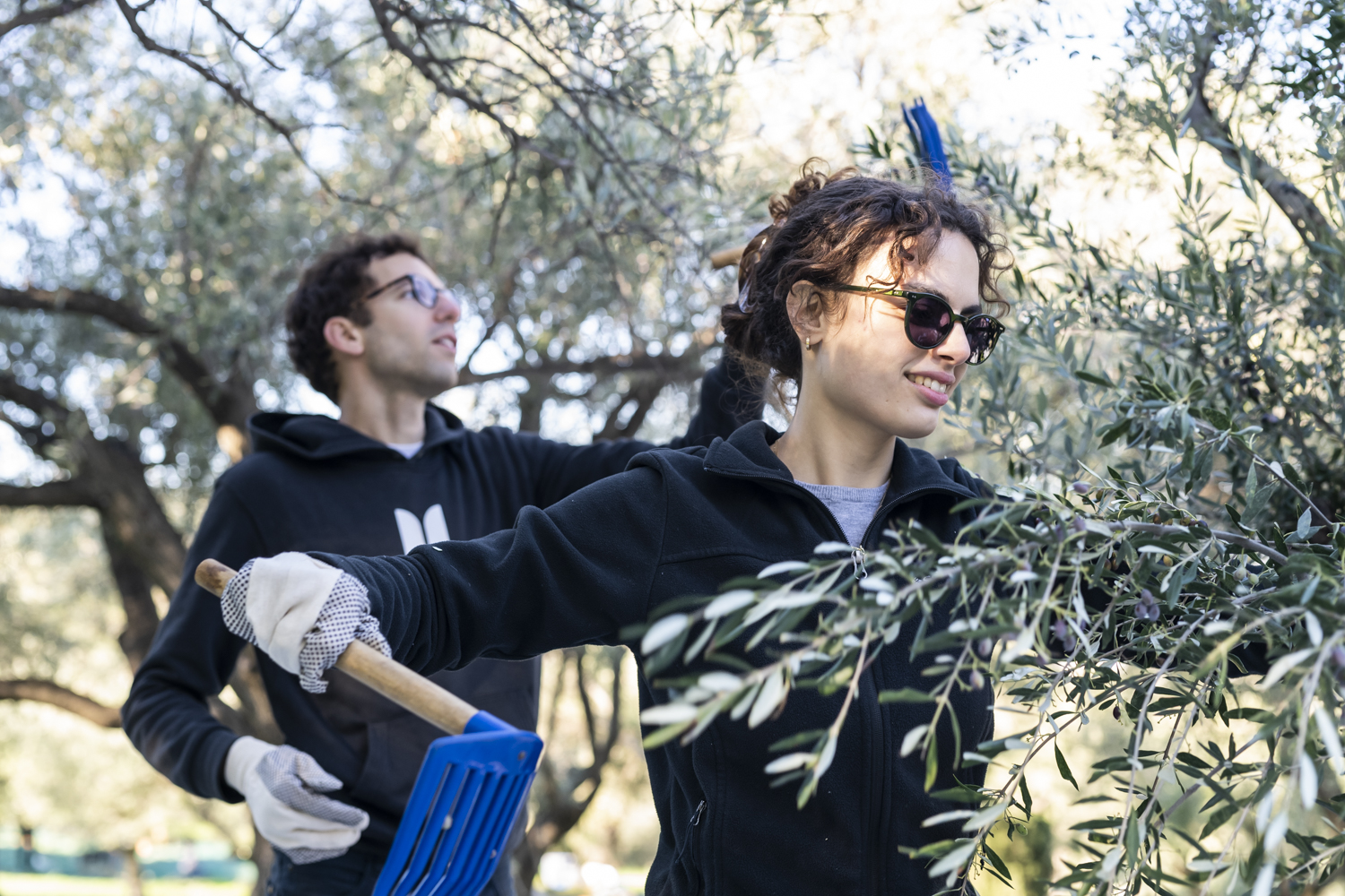 Η Alpha Bank στο Μάζεμα Ελιάς του Ιστορικού Ελαιώνα